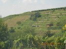rehberg_026