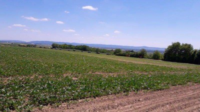16_stranzendorf_tott_032