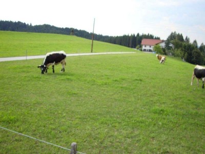 30_steyr_15_18_ottenschlag_016