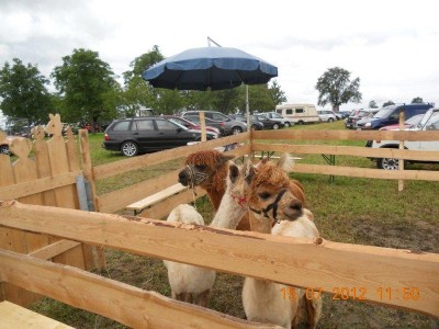 weistrach_vierkantfest_054